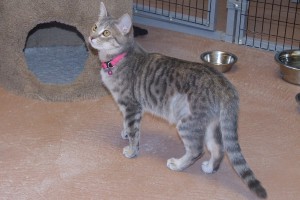 Picture of Aurora