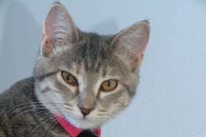 Picture of Aurora