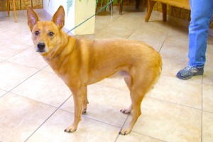 Picture of Bambi