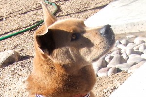 Picture of Harley