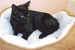 Picture of Paisley