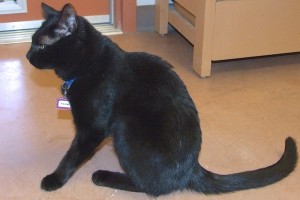 Picture of Paisley