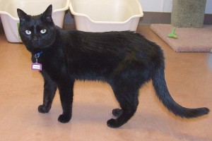 Picture of Paisley