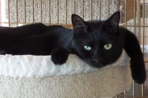 Picture of Paisley
