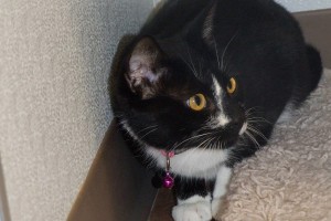 Picture of Joya