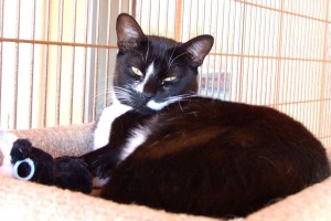 Picture of Joya