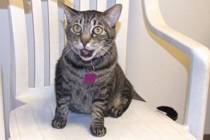 Picture of Madison