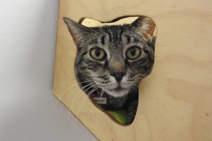 Picture of Madison