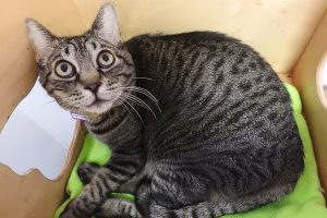 Picture of Madison