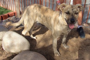 Picture of Cooper
