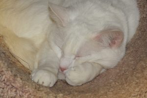 Picture of Katy Joe
