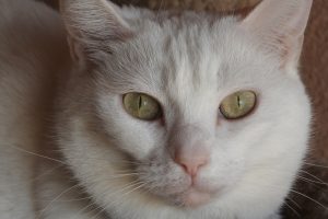 Picture of Katy Joe