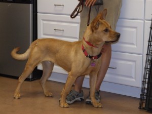 Picture of Sparky