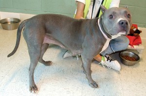 Picture of Sweetie Pie