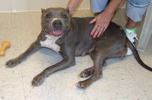 Picture of Sweetie Pie