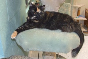 Picture of Abby