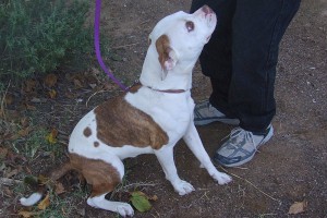 Picture of Bella
