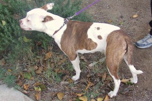 Picture of Bella