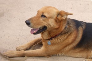 Picture of Damon
