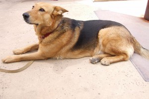 Picture of Damon