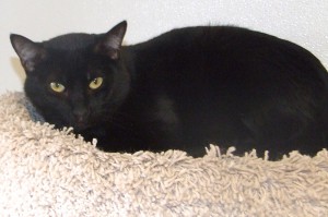 Picture of Mystic
