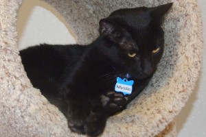 Picture of Mystic
