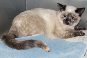 Picture of Nova