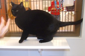 Picture of Pepper