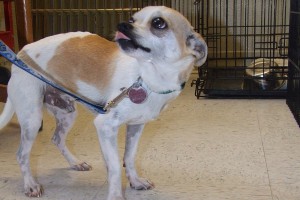 Picture of Roscoe