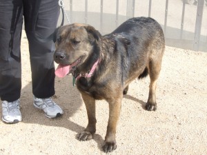 Picture of Sage