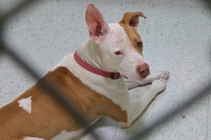 Picture of Sashi