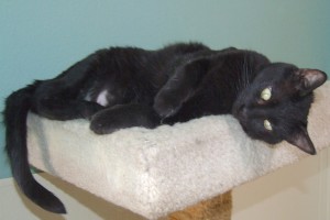 Picture of Tala