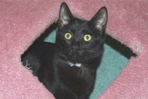 Picture of Tala