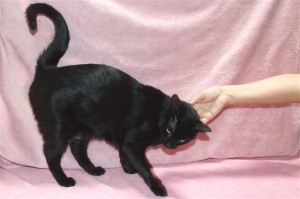 Picture of Tala