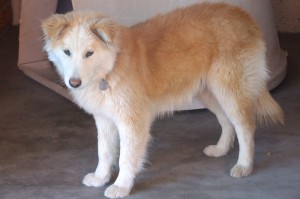 Picture of Amigo