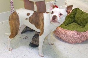 Picture of Bella