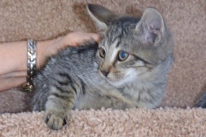 Picture of Cadbury
