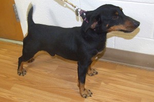 Picture of Chip