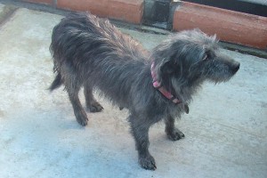 Picture of Cornelia
