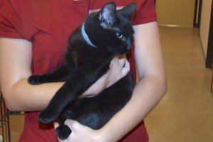 Picture of Fudge