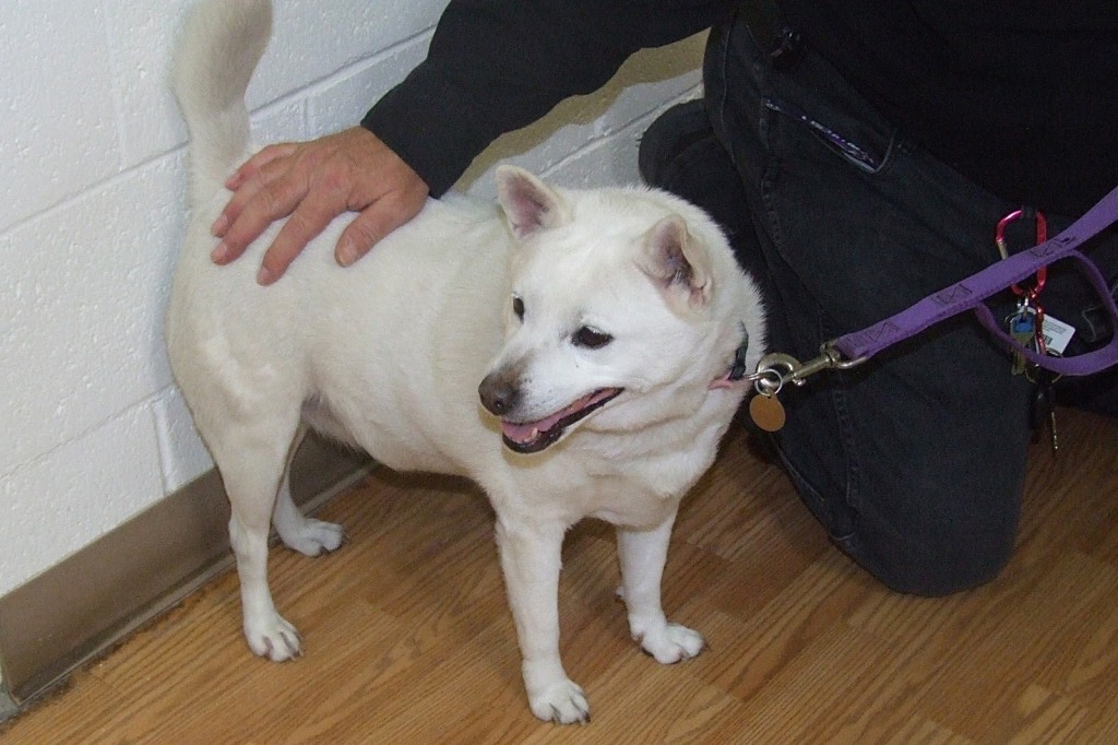 Shorthaired Amer. Eskimo dog | Breed | The Animal League Of Green Valley