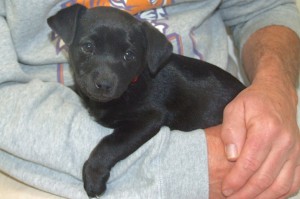 Picture of Octavia