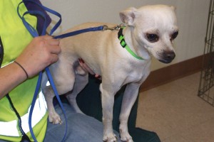 Picture of Pee Wee