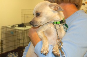 Picture of Pee Wee