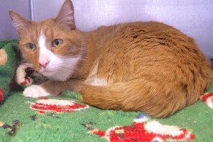 Picture of Tigger