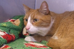 Picture of Tigger