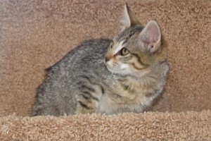 Picture of Whitman