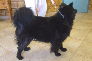 Picture of Polly