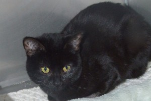 Picture of Aleka