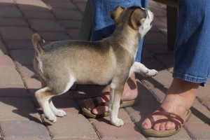 Picture of Bandit